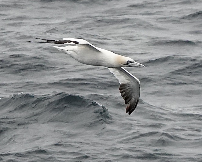 gannet